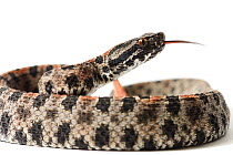 Dusky pigmy Rattlesnake (Sistrurus miliarius barbouri) captive from South East USA