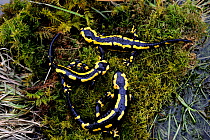 Barred Fire Salamander (Salamandra salamandra salamandra) Poitou, France, controlled conditions.