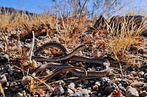 Desert Patch-Nosed Snake (Salvadora hexalepis hexalepis) portrait, near Mecca, California, May