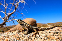Desert spiny lizard (Sceloporus magister) portrait, Mohave national preserve, California, USA, June