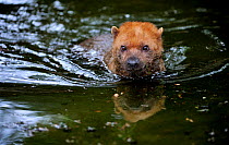 Bush dog (Speothos venaticus) swimming, captive from South and Central America