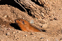 Valley pocket Gopher (Thomomys bottae) coming out of burrow, Catalina mountain foothills, Arizona, USA, May