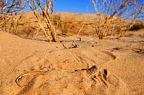 Mohave fringe-toed Lizard (Uma scoparia) hidden under sand, Kelso dunes, California, USA, June