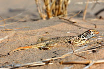 Mohave fringe-toed Lizard (Uma scoparia) portrait, Kelso dunes, California, USA, June