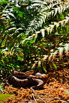 Asp Viper (Vipera aspis) among ferns, France, July