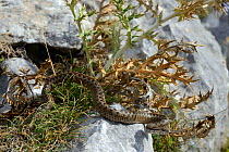 Orsini's Viper or Meadow Viper (Vipera ursinii wettsteini) controlled conditions, South East France, September. Vulnerable species.