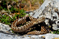 Orsini's Viper or Meadow Viper (Vipera ursinii wettsteini) controlled conditions, South East France, September. Vulnerable species.