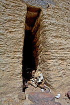 Skull and body in a Chullpa / Ceremonial tomb from between 1200-1300 AD, Skull showing cranial deformation, Sabaya, Bolivia, October 2008