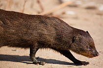 Marsh / Water mongoose (Atilax paludinosis), walking profile, Marievale Bird Sanctuary, South Africa