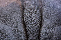 White rhinoceros (Ceratotherium simum) abstract view of bottom and tail, Gauteng Province, Rietvlei Nature Reserve, South Africa