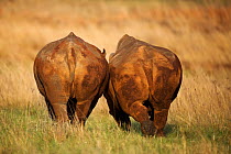 White rhinoceros (Ceratotherium simum) two grazing right next to one another rear view, Gauteng Province, Rietvlei Nature Reserve, South Africa