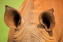 White rhinoceros (Ceratotherium simum) view of ears, Gauteng Province, Rietvlei Nature Reserve, South Africa