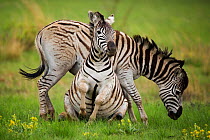Common Zebra (Equus quagga) playful interaction, Gauteng Province, Rietvlei Nature Reserve, South Africa