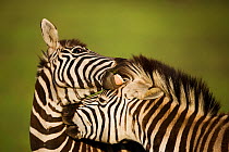 Common Zebra (Equus quagga / burchellii) grooming one another, Gauteng Province, Rietvlei Nature Reserve, South Africa