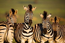 Common Zebras (Equus burchellii) group of four, Gauteng Province, Rietvlei Nature Reserve, South Africa (This image may be licensed either as rights managed or royalty free.)