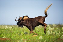 Black Wildebeest (Connochaetus gnou) running profile, Gauteng Province, Rietvlei Nature Reserve, South Africa