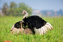 Ostrich (Struthio camelus) pair mating, Gauteng Province, Rietvlei Nature Reserve, South Africa, November