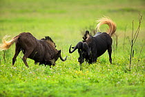 Black Wildebeest (Connochaetus gnou) two males sparring, Gauteng Province, Rietvlei Nature Reserve, South Africa