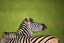 Common Zebra (Equus quagga / burchellii), Gauteng Province, Rietvlei Nature Reserve, South Africa