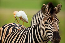 Cattle Egret (Bubulcus ibis) scratching face whilst standing on Common Zebra (Equus quagga / burchellii), Gauteng Province, Rietvlei Nature Reserve, South Africa, December 2012 (This image may be lice...