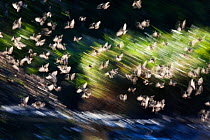 Red billed Quelea (Quelea quelea) blurred motion flock in flight, Mpumalanga Province, South Africa, March 2012