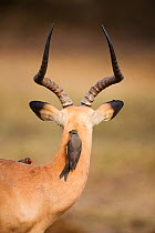 Impala (Aepyceros melampus) rear view of male with Red-billed Oxpecker (Buphagus erythrorhynchus) on neck and back, Mpumalanga Province, South Africa, June 2012