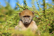 Chacma baboon (Papio ursinus) portrait of young individual in acacia bush, Mpumalanga Province, South Africa