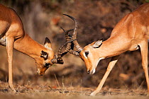 Impala (Aepyceros melampus) two males with antlers locked in sparring dispute, Mpumalanga Province, South Africa