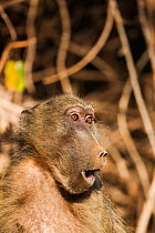 Chacma baboon (Papio ursinus) calling portrait, Limpopo Province, South Africa
