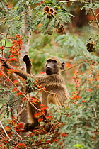 Chacma baboon (Papio ursinus) feeding in tree, Limpopo Province, Pafuri, South Africa