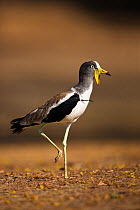 White crowned wattled Plover (Vanellus albiceps) standing profile, Limpopo Province, Pafuri, South Africa, September