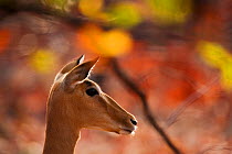 Impala (Aepyceros melampus) female head profile, Limpopo Province, Pafuri, South Africa