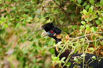 Crested Guineafowl (Guttera pucherani) partially hidden by vegetation, Limpopo Province, South Africa, October