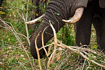 African Elephant (Loxodonta africana) feeding on sapling tree, Limpopo Province, South Africa