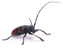 Longhorn Beetle (Tragocephala sp) Endemic to Southern Africa.