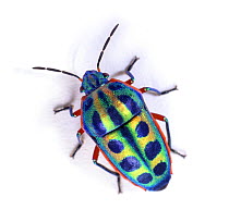 Rainbow Shield Bug (Calidea dregii) Endemic to Southern Africa.