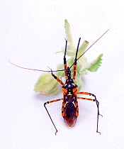 Assassin Bug (Rhinocoris sp.) Endemic to south / west Africa.