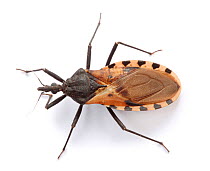 Assassin Bug (Rhinocoris sp.) Endemic to Costa Rica.