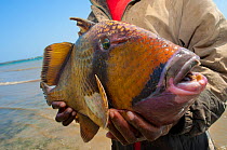 Fisherman holding a 3 kg Titan triggerfish (Balistoides viridescens) Wasini Island of the coast of Kenya, February 2011