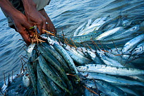 Fisherman with a haul of Halfbeaks (Hemirhamphus far) to be taken to Shimoni market from Wasini Island, off the coast of Kenya, February 2011