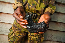 Severed Western Gorilla foot (Gorilla gorilla) held by eco-guard. Foot belonging to either an adult female, or 'blackback' male gorilla. Part of confiscated haul of bushmeat, smoked by hunters for sal...