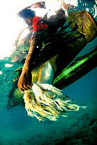 Young fisherman holding a catch of Indian Squid (Loligo / Uroteuthis duvaucelli) underwater to keep them fresh until ready for delivery to the fish market in Shimoni on the south coast of Kenya, Febru...