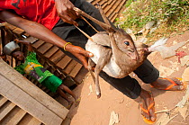 Blue Duiker (Cephalophus monticola) held in hands of boy, soon to be prepared for cooking as another boy stands in the background with cooking pot. Passing trade on the main road linking Bayanga with...