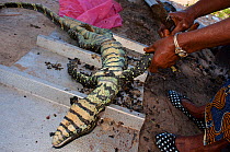 Forest Monitor Lizard (Varanus ornatus) bushmeat, being preparated for cooking, Gamba town, Gabon, February 2009