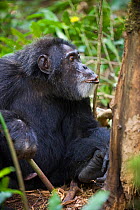 Chimpanzee (Pan troglodytes) pant hooting while feeding on wood of Neoboutonia macrocalyx in tropical forest, Western Uganda