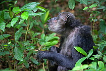 Chimpanzee (Pan troglodytes) pant hooting in tropical forest, Western Uganda