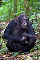 Chimpanzee (Pan troglodytes) young male with snare injury on hand, sitting in tropical forest, Western Uganda