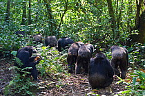 Chimpanzee (Pan troglodytes) group out on hunting patrol, in tropical forest, Western Uganda