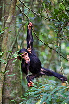 Chimpanzee (Pan troglodytes) infant, aged one and a half playing in tree, in tropical forest, Western Uganda