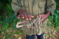 Anti-poaching ranger with confiscated snare in tropical forest, Western Uganda